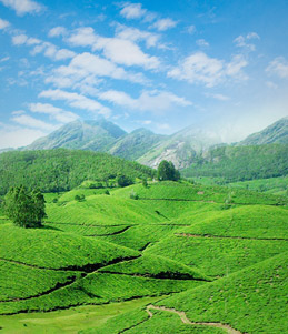 travels and tours kerala
